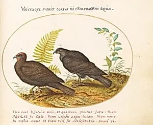 Plate 3: Two Hawks by Joris Hoefnagel