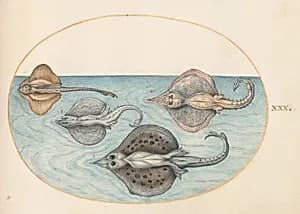 Plate 30: Four Rays by Joris Hoefnagel