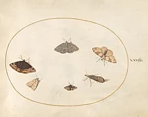 Plate 32: Six Moths by Joris Hoefnagel