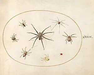Plate 39: Eight Spiders by Joris Hoefnagel