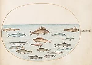 Plate 43: Fifteen Fish by Joris Hoefnagel
