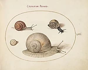 Plate 61: Four Snails by Joris Hoefnagel