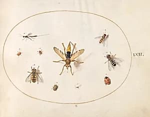 Plate 62: Ten Insects by Joris Hoefnagel
