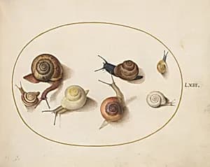 Plate 63: Seven Snails by Joris Hoefnagel
