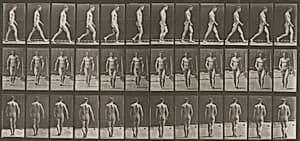 Plate Number 1. Walking by Eadweard Muybridge