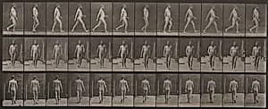 Plate Number 11. Walking by Eadweard Muybridge