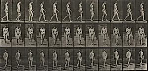 Plate Number 13. Walking by Eadweard Muybridge