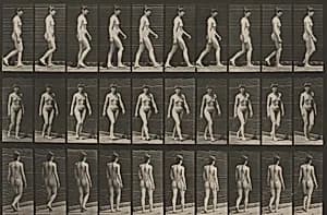 Plate Number 16. Walking by Eadweard Muybridge
