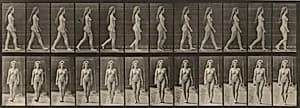 Plate Number 17. Walking by Eadweard Muybridge