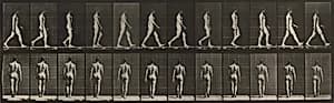 Plate Number 2. Walking by Eadweard Muybridge