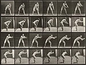 Plate Number 280. Baseball, catching by Eadweard Muybridge