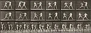 Plate Number 329. Boxing by Eadweard Muybridge
