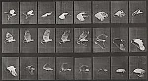 Plate Number 758. Cockatoo flying by Eadweard Muybridge