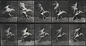 Plate Number 775.  Adjutant, flying run by Eadweard Muybridge
