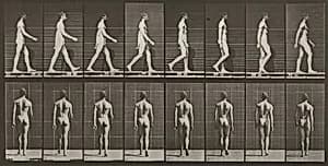 Plate Number 8. Walking by Eadweard Muybridge