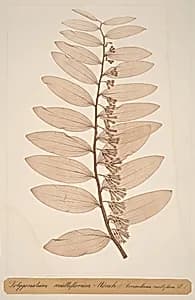 Polygonatum multiflorum Monch