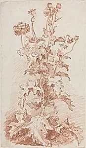 Poppies with Seed Pods by Jean-Baptiste Hüet, I