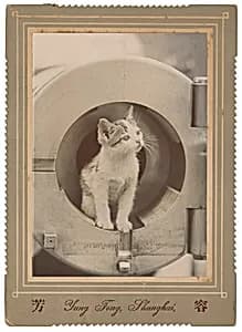 Portrait of a Kitten by Yung Fong