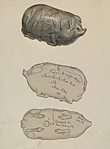 Pottery Pig