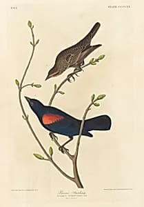 Prairie Starling by Robert Havell after John James Audubon