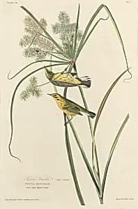 Prairie Warbler by Robert Havell after John James Audubon
