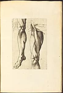 Print from Drawing Book by Luca Ciamberlano