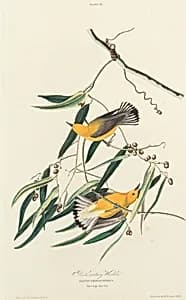 Portrait of William Home Lizars after John James Audubon