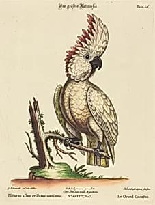 Psittacus albus cristatus maximus