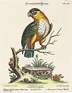 Psittacus viridis minor Mexicanus