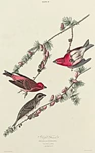 Purple Finch