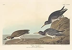 Purple Sandpiper by Robert Havell after John James Audubon