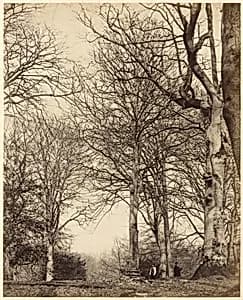 Queen Adelaide's Beech