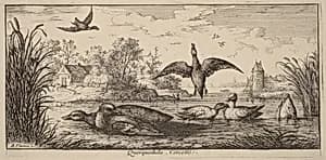 Querpedula, The Teal by Albert Flamen