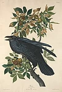 Raven by Robert Havell after John James Audubon