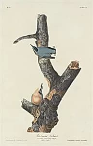 Red-breasted Nuthatch by Robert Havell after John James Audubon