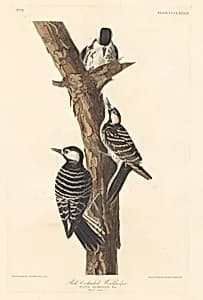 Red-cockaded Woodpecker by Robert Havell after John James Audubon