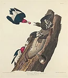 Red-headed Woodpecker by Robert Havell after John James Audubon