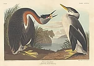 Red-necked Grebe by Robert Havell after John James Audubon