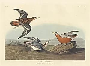 Red Phalarope by Robert Havell after John James Audubon