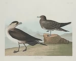 Richardson's Jager by Robert Havell after John James Audubon