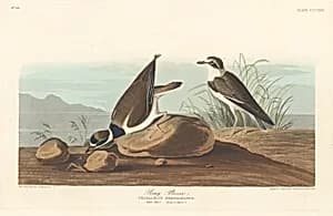 Ring Plover by Robert Havell after John James Audubon
