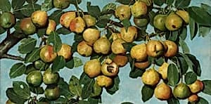 Ripening Pears by Joseph Decker