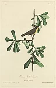 Roscoe's Yellow Throat by Robert Havell after John James Audubon