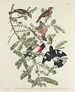 Rose-breasted Grosbeak by Robert Havell after John James Audubon
