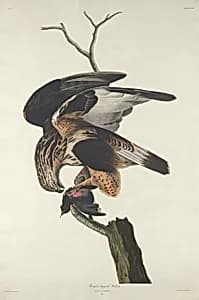 Rough-legged Falcon by Robert Havell after John James Audubon