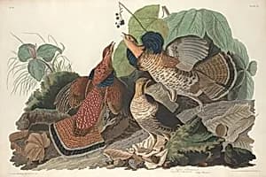 Ruffed Grouse by Robert Havell after John James Audubon