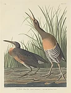 Salt Water Marsh Hen by Robert Havell after John James Audubon