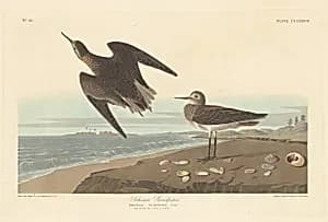 Schinz's Sandpiper by Robert Havell after John James Audubon