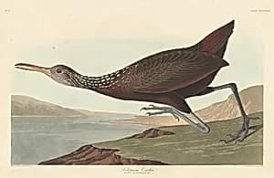 Scolopaceus Courlan by Robert Havell after John James Audubon