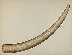 Scrimshaw: Walrus Tusk
